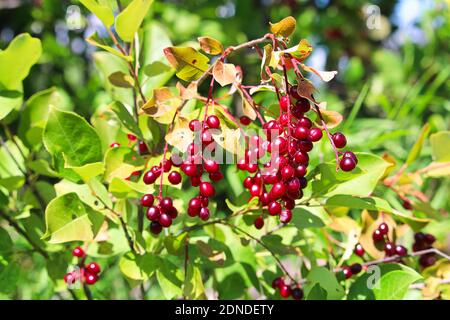 Wild red ripe chokecherries hang on a branch Stock Photo