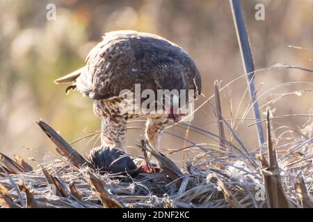 Majestic Coopers Hawk stands over freshy hunted prey and eats the flesh of the slain bird. Stock Photo