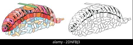 Hand drawn zentangle salmon nigiri for t-shirt and other decorations. Color and outline set Stock Vector