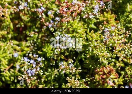 Azure Stonecrop, Blå fetknopp (Sedum caeruleum) Stock Photo