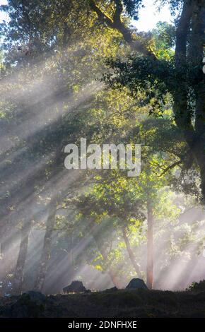 Sun rays through oak trees, Northern California Stock Photo