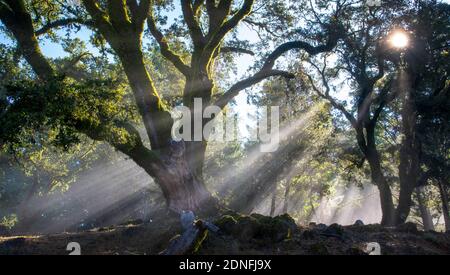 Sun rays through Oak trees, Northern California Stock Photo
