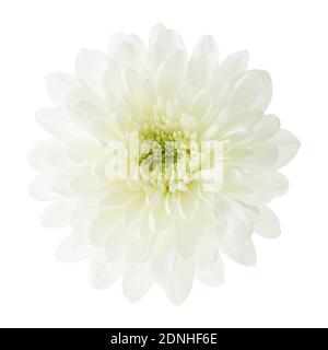 white chrysanthemum flower isolated on white background Stock Photo