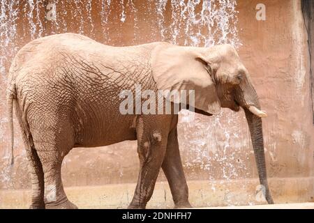 Side View Of Elephant Drinking Water