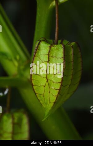 Close up view of encapsulated pygmy groundcherry (physalis) fruit. Stock Photo