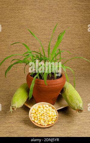 Sweet Corn Plant  in pot and Loose kernels of sweet corn . Husked sweet corn. Studio Shot Stock Photo