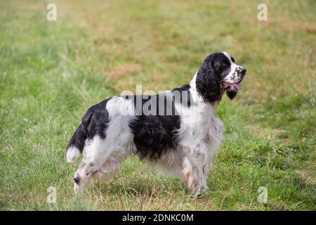 An English Springer Spaniel standing on a meadow. Germany Stock Photo