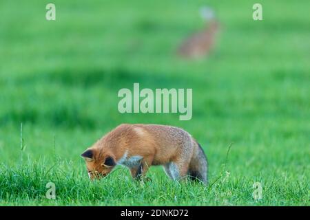 Red Fox (Vulpes vulpes). The fox tries to locate a mouse with its ears while a hare is watching. Germany Stock Photo
