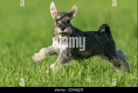 Miniature Schnauzer. Puppy running on a meadow. Germany Stock Photo