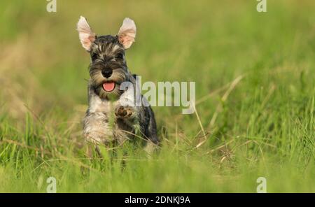 Miniature Schnauzer. Puppy running on a meadow. Germany Stock Photo