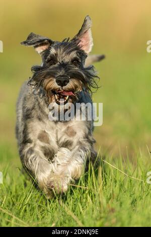 Standard Schnauzer. Adult dog running on grass. Germany Stock Photo
