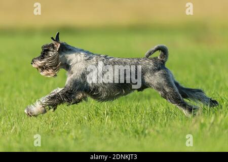 Standard Schnauzer. Adult dog running on grass. Germany Stock Photo