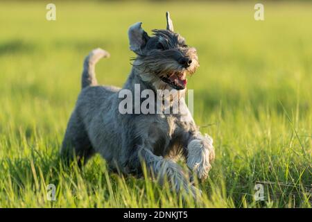 Standard Schnauzer. Adult dog running on grass. Germany Stock Photo