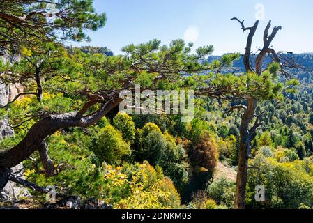 A relict pine tree grows on the edge of the mountain plateau in ...