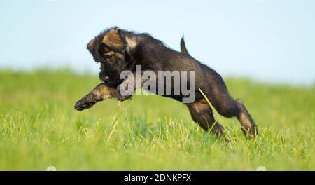 Giant Schnauzer. Puppy jumping on grass. Germany Stock Photo