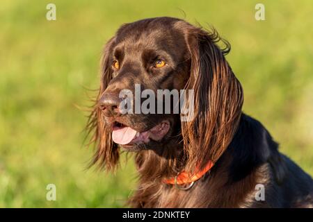 German long-haired pointer. Portrait of adult dog Stock Photo