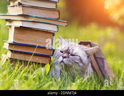 The cat lies on the grass under an old book. Pile of old books near the cat Stock Photo