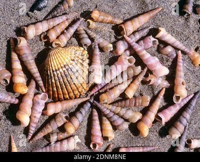 Shells of Common Tower Snails (Turritella communis) washed up on the beach, in between the shell of a cockle (Cardium edule). Mediterranean Sea, France. Stock Photo