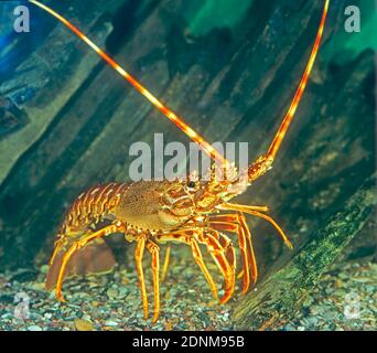 European Spiny Lobster, Mediterranean Spiny Lobster (Palinurus elephas) walking on the sea floor Stock Photo