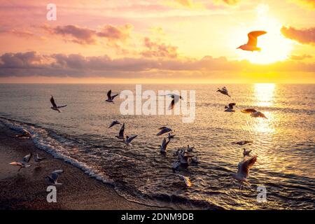 Seascape in the evening. Sunset over the sea. Seagulls flying over the beach. Atlantic ocean in the evening. Porto, Portugal Stock Photo