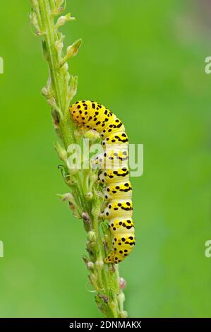 Water Betony (Shargacucullia scrophulariae). Caterpillar eating flower buds of Dark Mullein (Verbascum nigrum). Tyrol, Austria Stock Photo