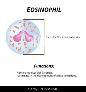Eosinophils are a blood cell. Eosinophil functions. Vector illustration on isolated background Stock Vector