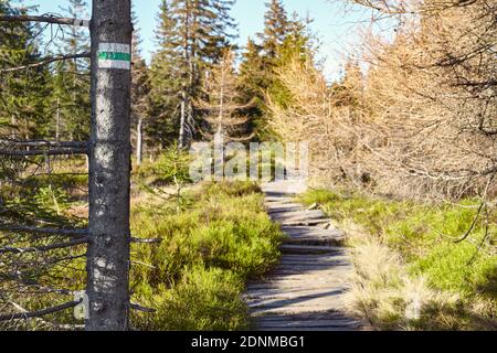 Hiking trail sign on a tree in Karkonosze National Park, Poland. Stock Photo