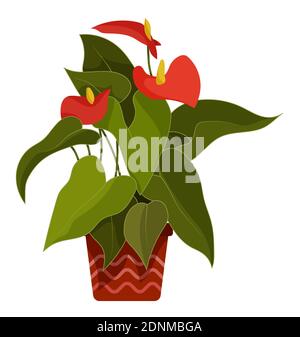 Anthurium. Indoor tropical plant in flower pot. Heart shaped red flowers with wide green leaves. Plants in batanic garden. Vector Stock Vector