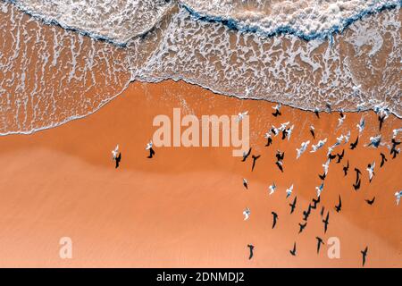 Seagulls fly over the sandy beach. View from above. Sand and waves. Abstract nature landscape background Stock Photo