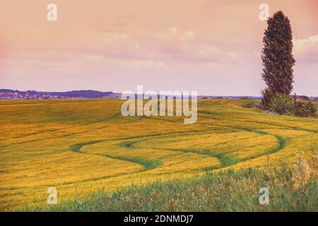 Summer rural landscape. Countryside. Wheatfields on a sunny day Stock Photo