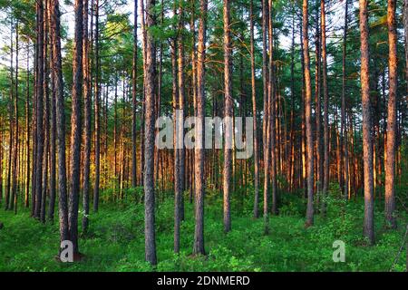 The big xingan mountain pine afterglow Stock Photo