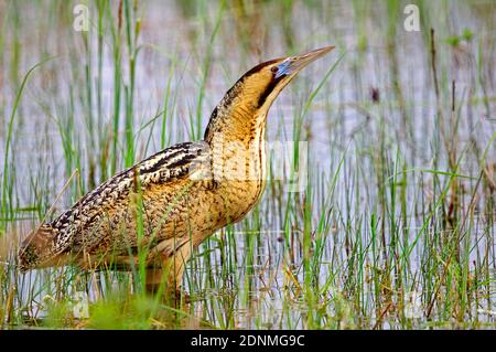 Eurasian Bittern, Great Bittern (Botaurus stellaris) in the reed area of a lake. Neusiedler See National Park, Austria Stock Photo