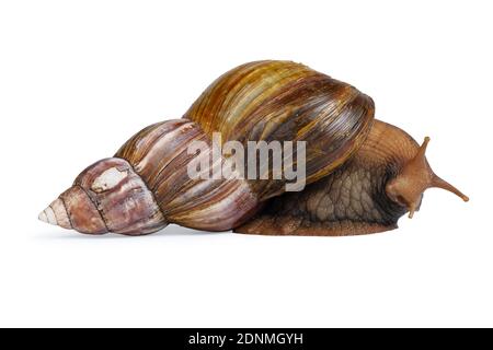 big brown snail goes away and looks to the camera isolated on white background. Stock Photo