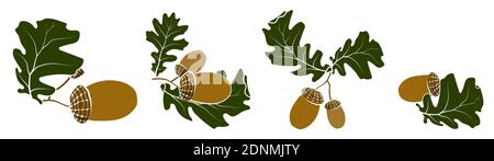 Set of oak autumn leaves with acorns. Oak Grove. Color vector in minimal style Stock Vector