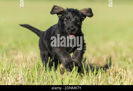Giant Schnauzer. Puppy running on grass. Germany Stock Photo