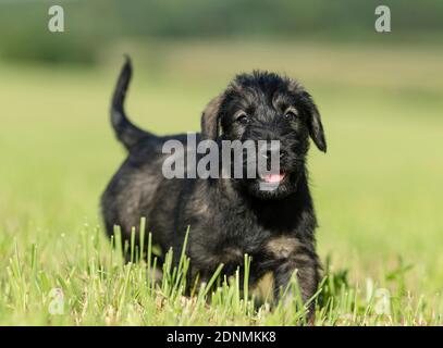 Giant Schnauzer. Puppy running on grass. Germany Stock Photo