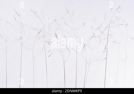 Simple autumn background - panicles of dry fluffy beige grass on white wooden board, top view. Stock Photo