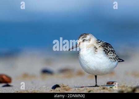 Sanderling (Calidris alba). Juvenile resting at a beach. It stands only on one leg. Denmark Stock Photo