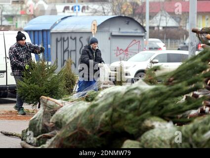 Non Exclusive: KYIV, UKRAINE - DECEMBER 17, 2020 - Men wrap the Christmas trees in bale net, Kyiv, capital of Ukraine. Stock Photo