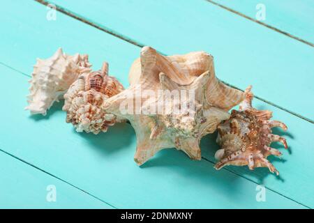 Seashells on a blue wooden background Stock Photo