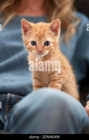 Domestic cat. A kitten sits on the leg of a woman. Germany . Stock Photo
