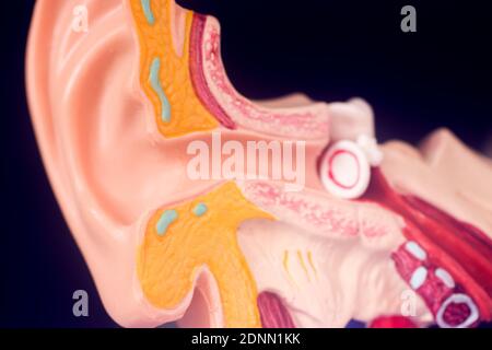 Hearing ear medical teaching model. Stock Photo