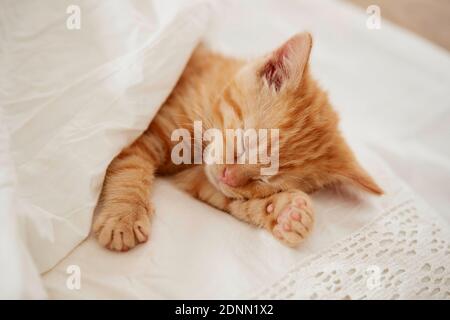 Domestic cat. Kitten sleeping in a bed. Germany . Stock Photo
