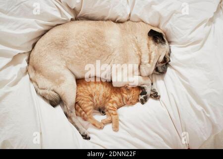 Domestic cat. Kitten and adult Pug sleeping in a bed. Germany . Stock Photo