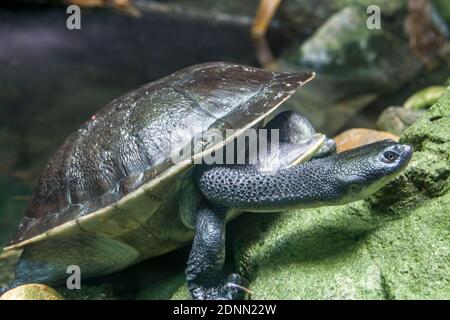 The Roti Island snake-necked turtle (Chelodina mccordi ) is a critically endangered turtle species from Rote Island in Indonesia. Stock Photo