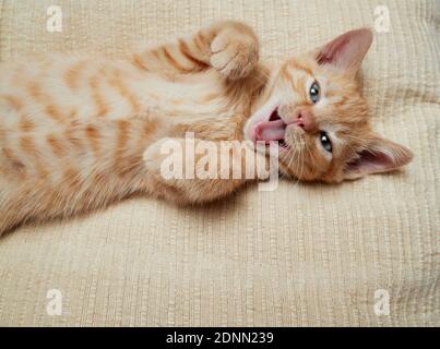 Domestic cat. Kitten lying on its back on a bed, seems to be laughing. Germany . Stock Photo