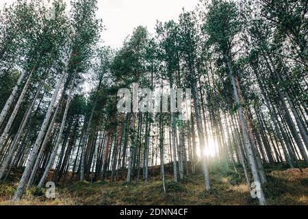 Pine tree forest in the mountains Stock Photo