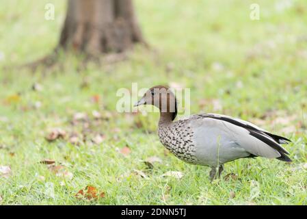 This male Australian wood duck, maned duck or maned goose (Chenonetta jubata) is a dabbling duck found throughout much of Australia. Stock Photo