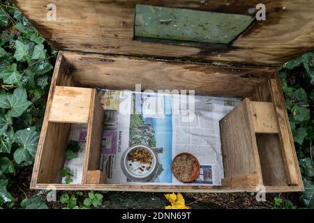 outdoor hedgehog enclosure