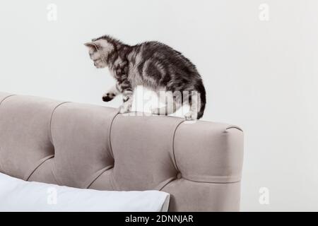 Small tabby Scottish Fold kitten walks on the headboard Stock Photo